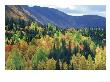 Fall Colours, Park Of Gaspesie, Canada by Philippe Henry Limited Edition Print
