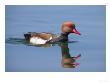 Red-Crested Pochard, Male On Water, Lake Geneva, Switzerland by Elliott Neep Limited Edition Print