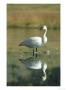 Trumpeter Swan, Cygnus Buccinator, Yellowstone National Park, Usa by Mark Hamblin Limited Edition Print