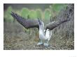 Blue Footed Booby, Sky Pointing Courtship Display, Galapagos by Mark Jones Limited Edition Print