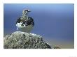 Ptarmigan, Lagopus Mutus Male In Partial Moult Cairngorm Mountains, Scotland by Mark Hamblin Limited Edition Pricing Art Print