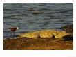 Nile Crocodile, And African Jacana, Ndumu Game Reserve, South Africa by Roger De La Harpe Limited Edition Print