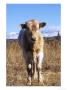 Texas Longhorn, Calf Standing, Colorado, Usa by Philippe Henry Limited Edition Print