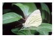 Green-Veined White, Pieris Napi by Michael Leach Limited Edition Print