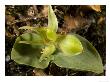 Chiloglottis Cornuta, Arthur Range, New Zealand by Bob Gibbons Limited Edition Print