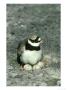 Ringed Plover On Eggs, Debyshire by Mark Hamblin Limited Edition Print