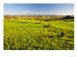 Rural Scene Near Fouriesburg, South Africa, View Towards The Maluti Mountains And Lesotho by Roger De La Harpe Limited Edition Print