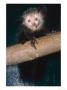 Aye-Aye, Sabrina Full Body Shot, Duke University Primate Center by David Haring Limited Edition Pricing Art Print