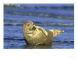 Grey Seal, Pup Resting On Edge Of Water, Uk by Mark Hamblin Limited Edition Print