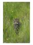 Scottish Wildcat, Adult Male In Grass, Scotland by Mark Hamblin Limited Edition Pricing Art Print