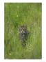 Scottish Wildcat, Adult Male In Grass, Scotland by Mark Hamblin Limited Edition Print