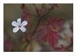 Geranium Robertianum, A Very Pale Form Of Herb Robert by Bob Gibbons Limited Edition Pricing Art Print