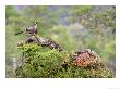 Jay, Adult Feeding On Hazelnut On Fallen Log In Forest In Autumn, Norway by Mark Hamblin Limited Edition Print