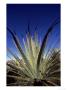 High Altitude Bromeliad, Growing In Grassland Habitat, Northern Andes, Ecuador by Mark Jones Limited Edition Pricing Art Print