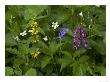 Woodland Flowers In Spring, Yellow Archangel, Early Purple Orchid by Bob Gibbons Limited Edition Print