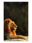 Lion, Portrait, Malamala Game Reserve, South Africa by Roger De La Harpe Limited Edition Print