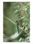 Violet-Tailed Sylph, Pichincha Volcano, Ecuador by Mark Jones Limited Edition Print