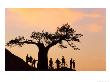 Mountain Bikers Under Baobab Tree At Sunset, Mashatu Game Reserve, Botswana by Roger De La Harpe Limited Edition Print