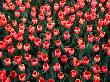 Tulips, Amsterdam, Netherlands by Chris Mellor Limited Edition Print