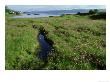 Ragged Robin, Lychnis Flos-Cuculi Salen Bay, Scotland by Mark Hamblin Limited Edition Print