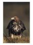 Golden Eagle, Close Up Of Immature Young Female On Ground, Uk by Mark Hamblin Limited Edition Print