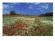 Common Poppy, And Oxeye Daisy, Scotland by Mark Hamblin Limited Edition Pricing Art Print