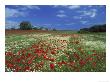 Common Poppy, And Oxeye Daisy, Scotland by Mark Hamblin Limited Edition Print