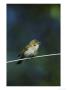 Willow Warbler by Mark Hamblin Limited Edition Print