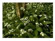 Mass Of Wild Garlic Or Ramsons, Flowering In Ancient Coppice Woodland by Bob Gibbons Limited Edition Print