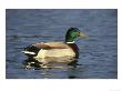 Mallard, Anas Platyrhynchos Male Side View On Water Nottingham by Mark Hamblin Limited Edition Print