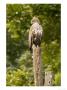 Changeable Crested Hawk Eagle, Eagle Perched On Top Of Dead Tree, Madhya Pradesh, India by Elliott Neep Limited Edition Print