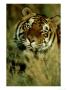 Bengal Tiger, California, Usa by Mike Hill Limited Edition Print