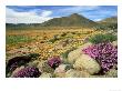 Namaqualand Klipkoppie And Flowers, South Africa by Tim Jackson Limited Edition Print