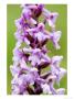 Fragrant Orchid, Flowers Close Up, Uk by David Clapp Limited Edition Print
