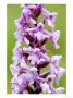 Fragrant Orchid, Flowers Close Up, Uk by David Clapp Limited Edition Pricing Art Print