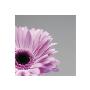 Pink Gerbera by George Doyle Limited Edition Pricing Art Print