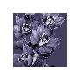 Mauve Orchid Iii by Chris Jones Limited Edition Print