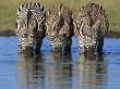 Three Common Zebra Drinking, Masai Mara, Kenya East Africa by Anup Shah Limited Edition Print