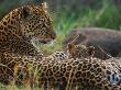 Leopard Suckling Cub, Masai Mara Game Reserve, Kenya by Anup Shah Limited Edition Print