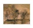 Willows In Morning Wind by Wanqi Zhang Limited Edition Print