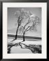 Trees In The Snow by Alfred Eisenstaedt Limited Edition Print