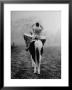 Drummer Of Royal Horse Guards Playing Silver Drums Given Regiment By George Iii In 1805 by Cornell Capa Limited Edition Print