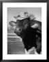 Trained Cow Wearing A Hat by Nina Leen Limited Edition Pricing Art Print