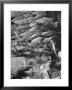 American Museum Of Natural History Artist Brunner Working On Plaster Molds Made From Real Fish by Margaret Bourke-White Limited Edition Print