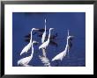 Six Great Egrets Fishing With Tri-Colored Herons, Ding Darling Nwr, Sanibel Island, Florida, Usa by Charles Sleicher Limited Edition Print
