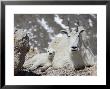 Mountain Goat Nanny And Kid, Mount Evans, Colorado, Usa by James Hager Limited Edition Print