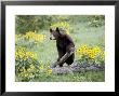 Young Black Bear Among Arrowleaf Balsam Root, Animals Of Montana, Bozeman, Montana, Usa by James Hager Limited Edition Print