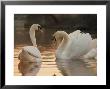 Two Swans On Water by Robert Harding Limited Edition Print