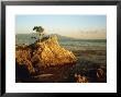 Lone Cypress Tree On Rocky Outcrop At Dusk, Carmel, California, Usa by Howell Michael Limited Edition Print