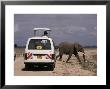 Tourist Safari Vehicle And Elephant, Amboseli National Park, Kenya, East Africa, Africa by Charles Bowman Limited Edition Print